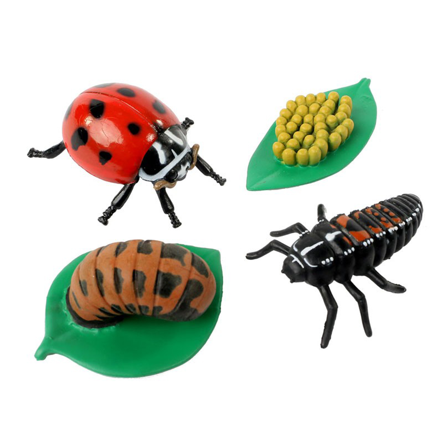ladybug-life-cycle-stages-budget-school-supplies